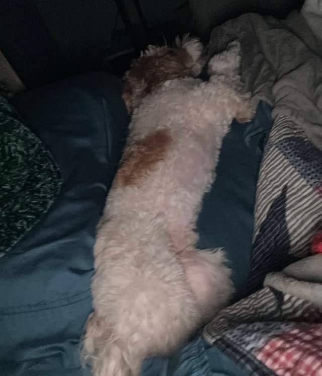 overnight dog kennel statesville nc