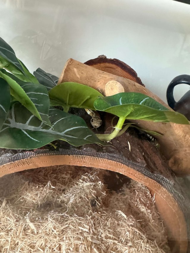 animal care statesville nc