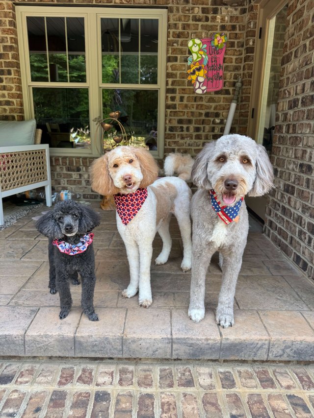 house sitting statesville nc