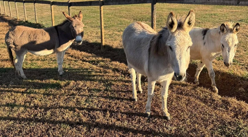 farm animals statesville nc