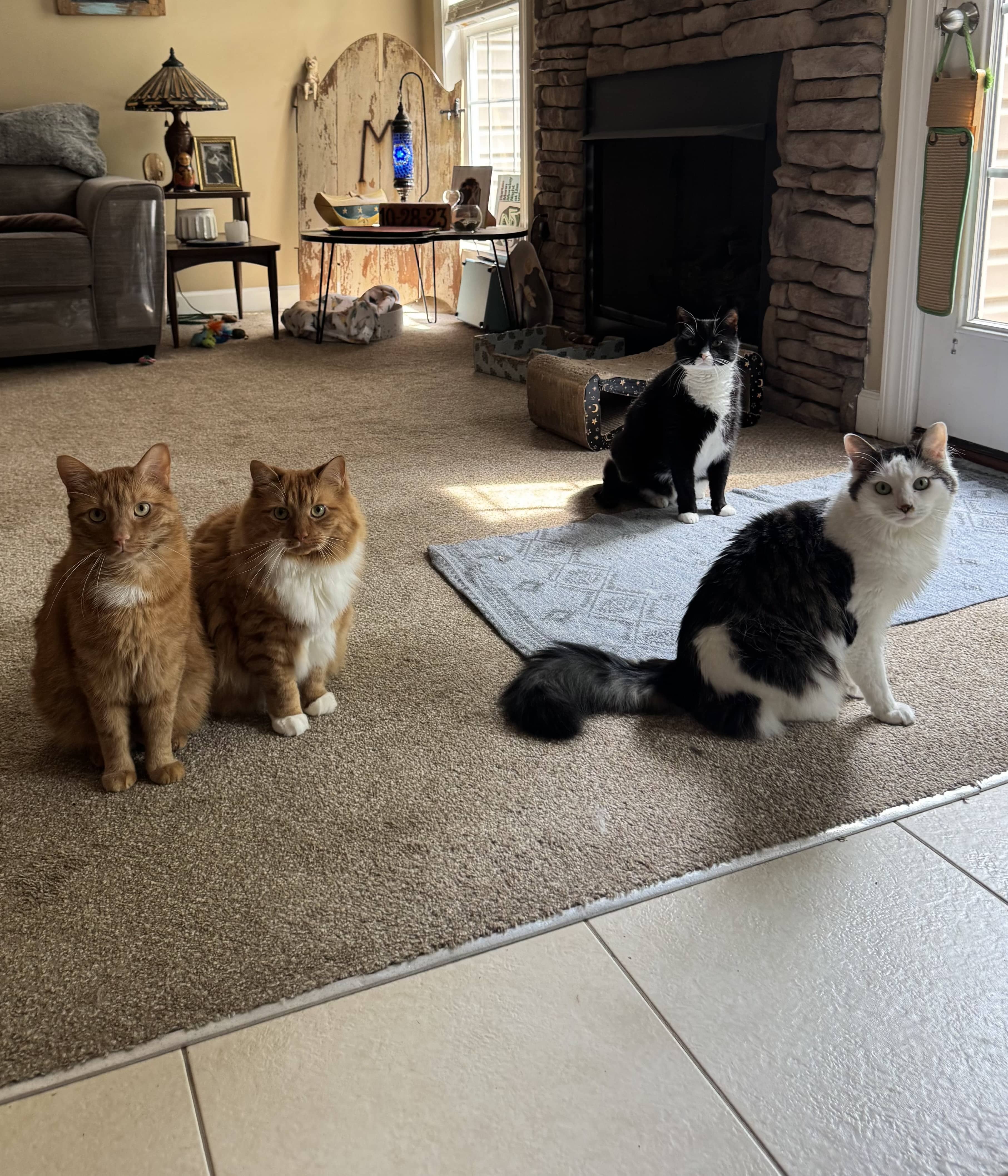 cat sitting statesville nc