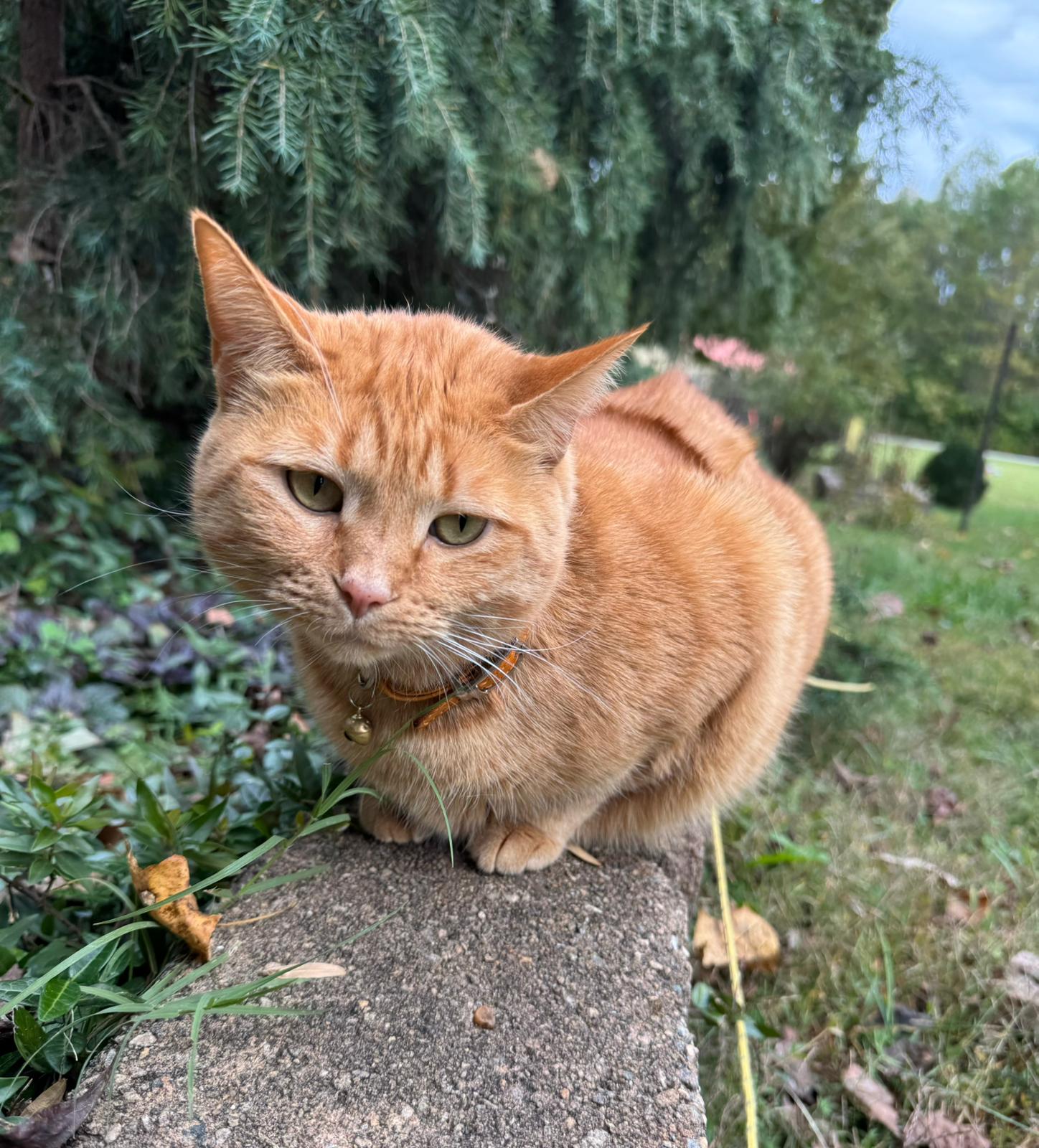 pet care reviews statesville nc