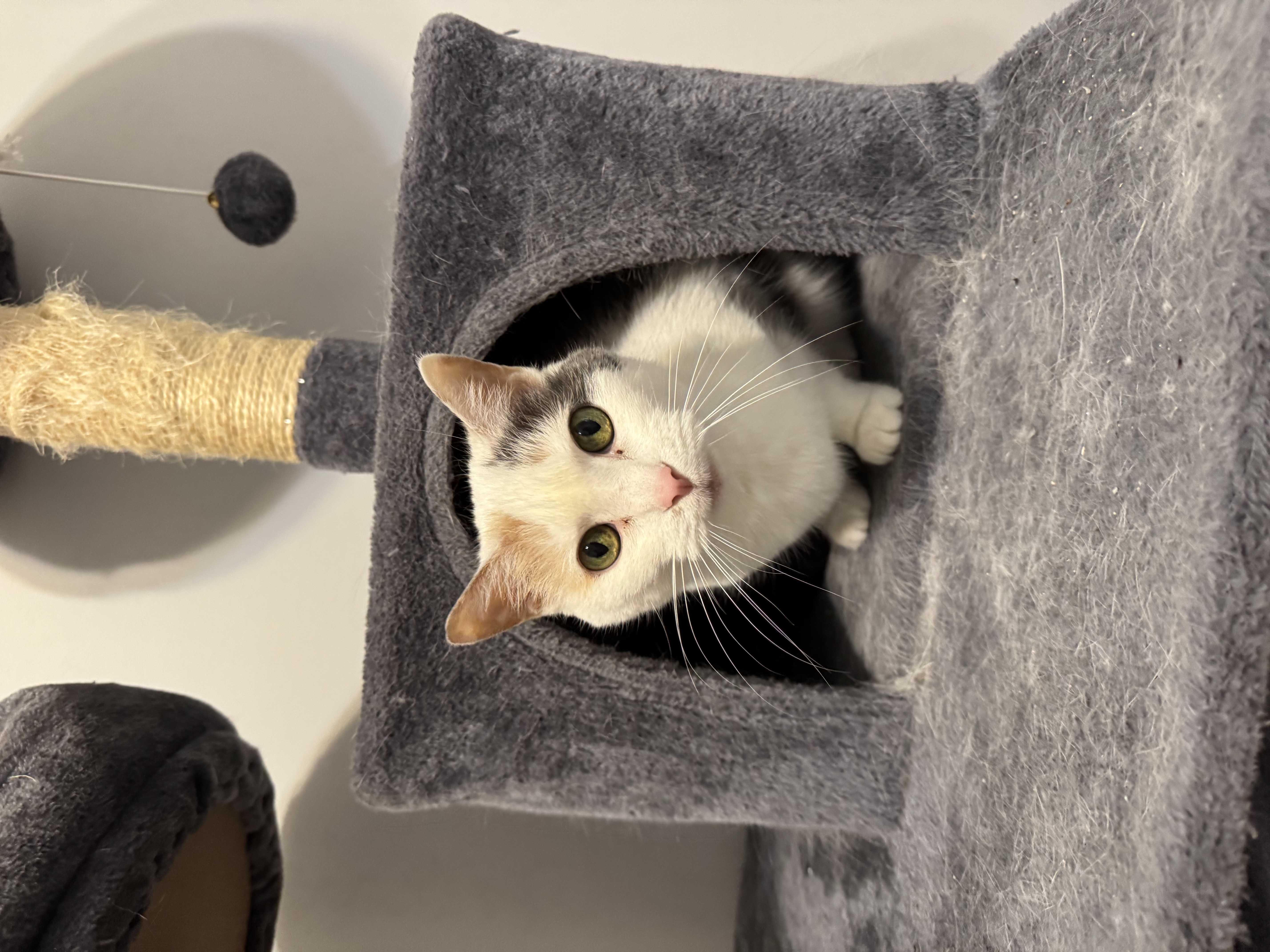 pet care reviews statesville nc