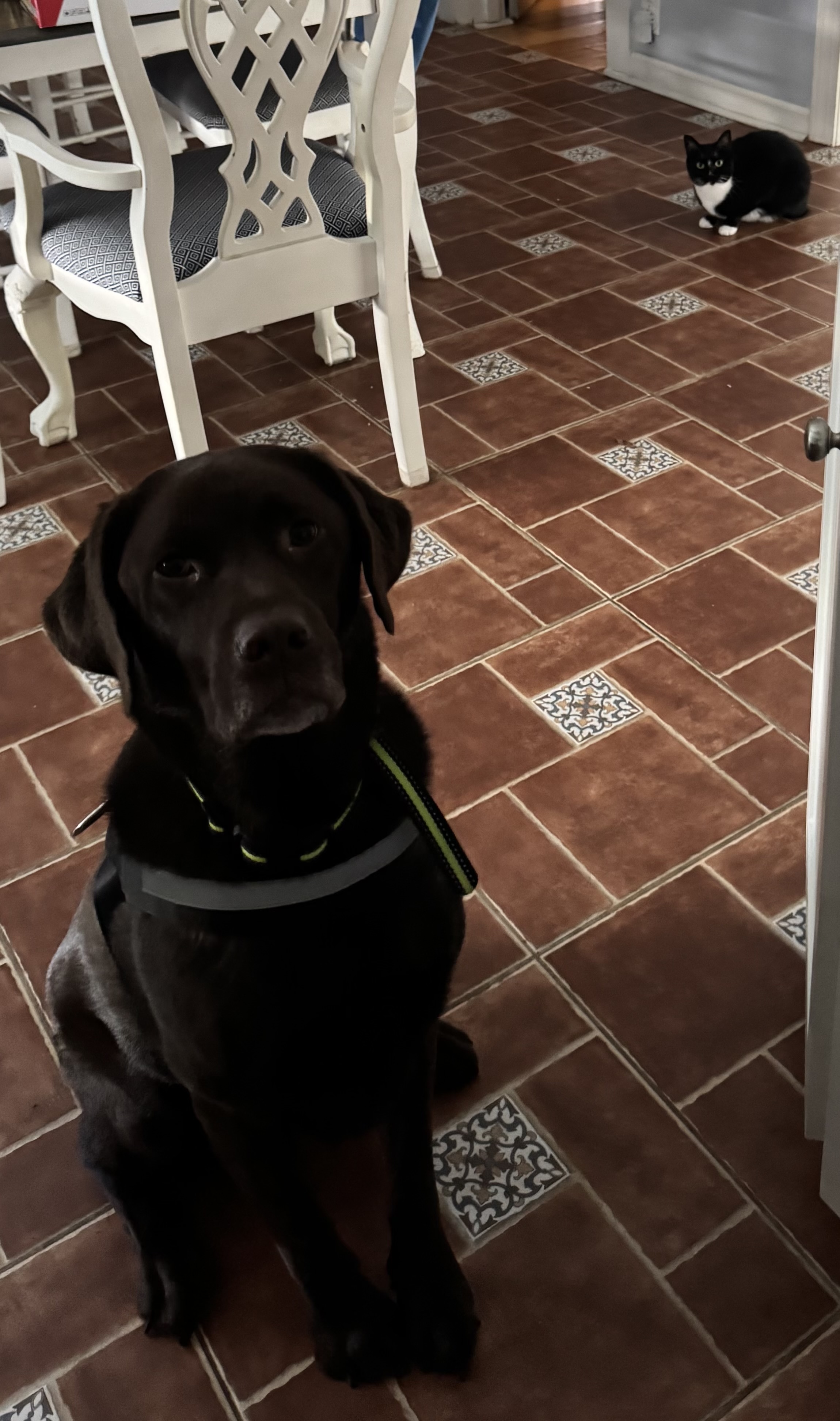 pet care reviews statesville nc