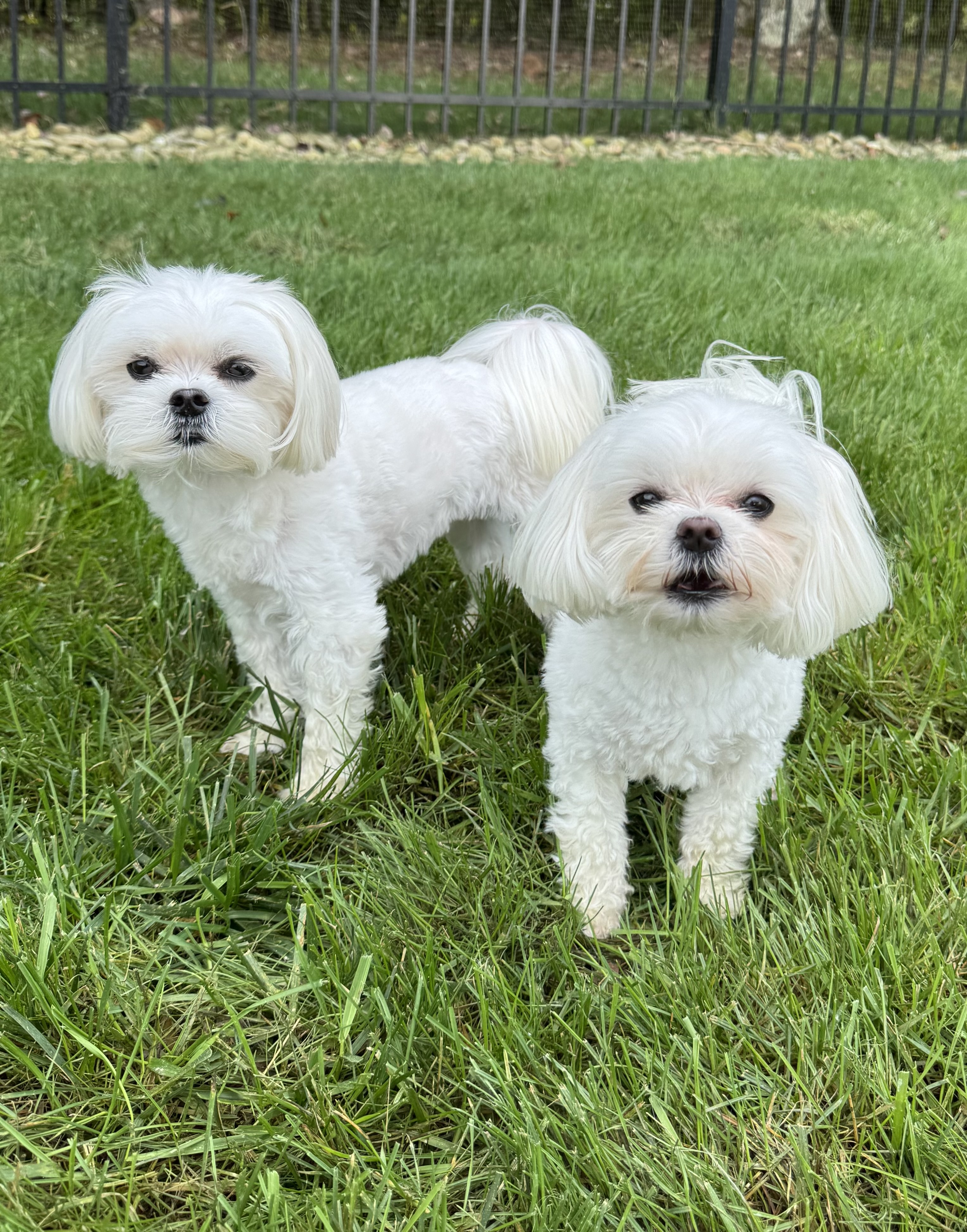 pet care reviews statesville nc