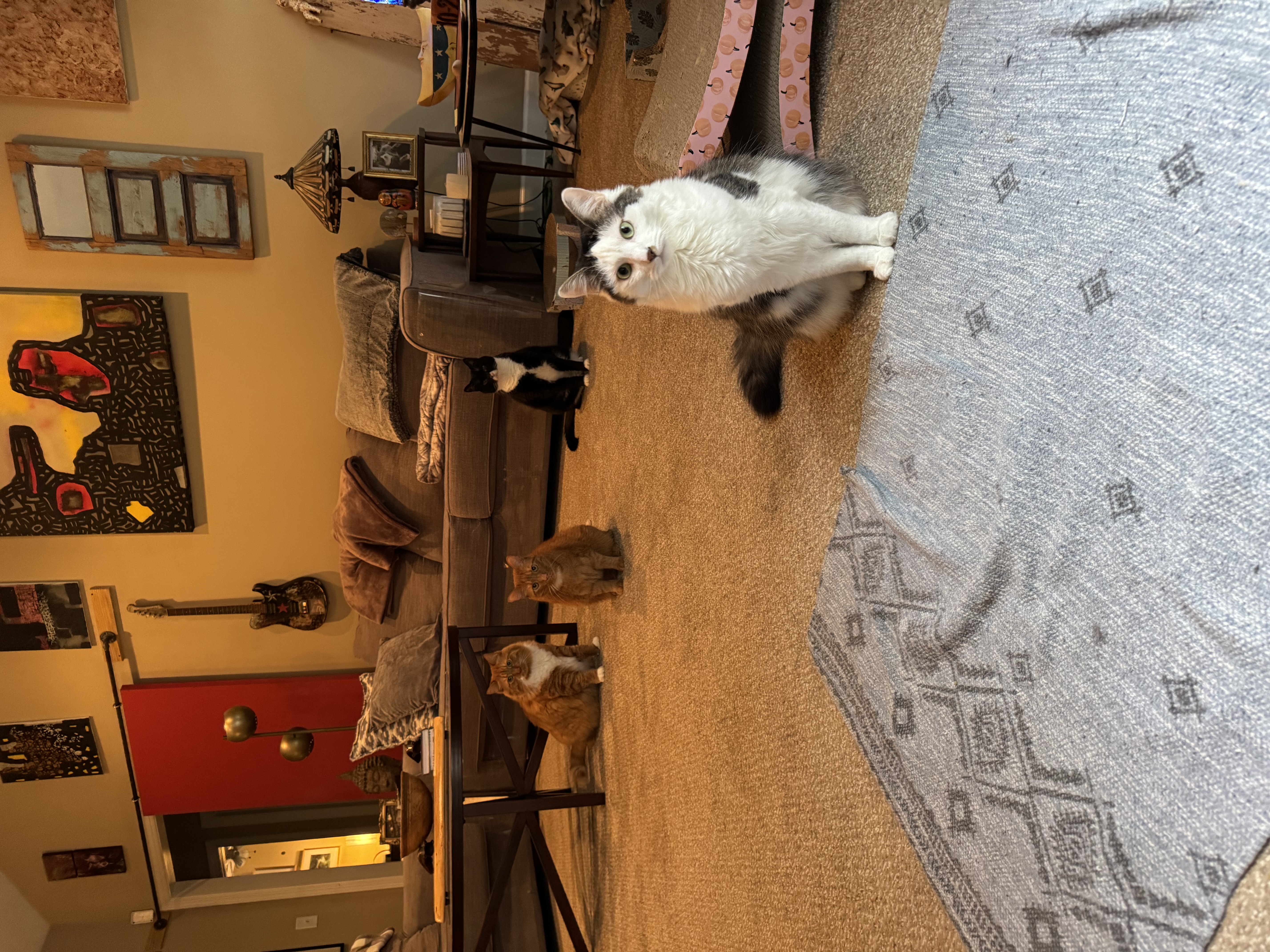 pet care reviews statesville nc