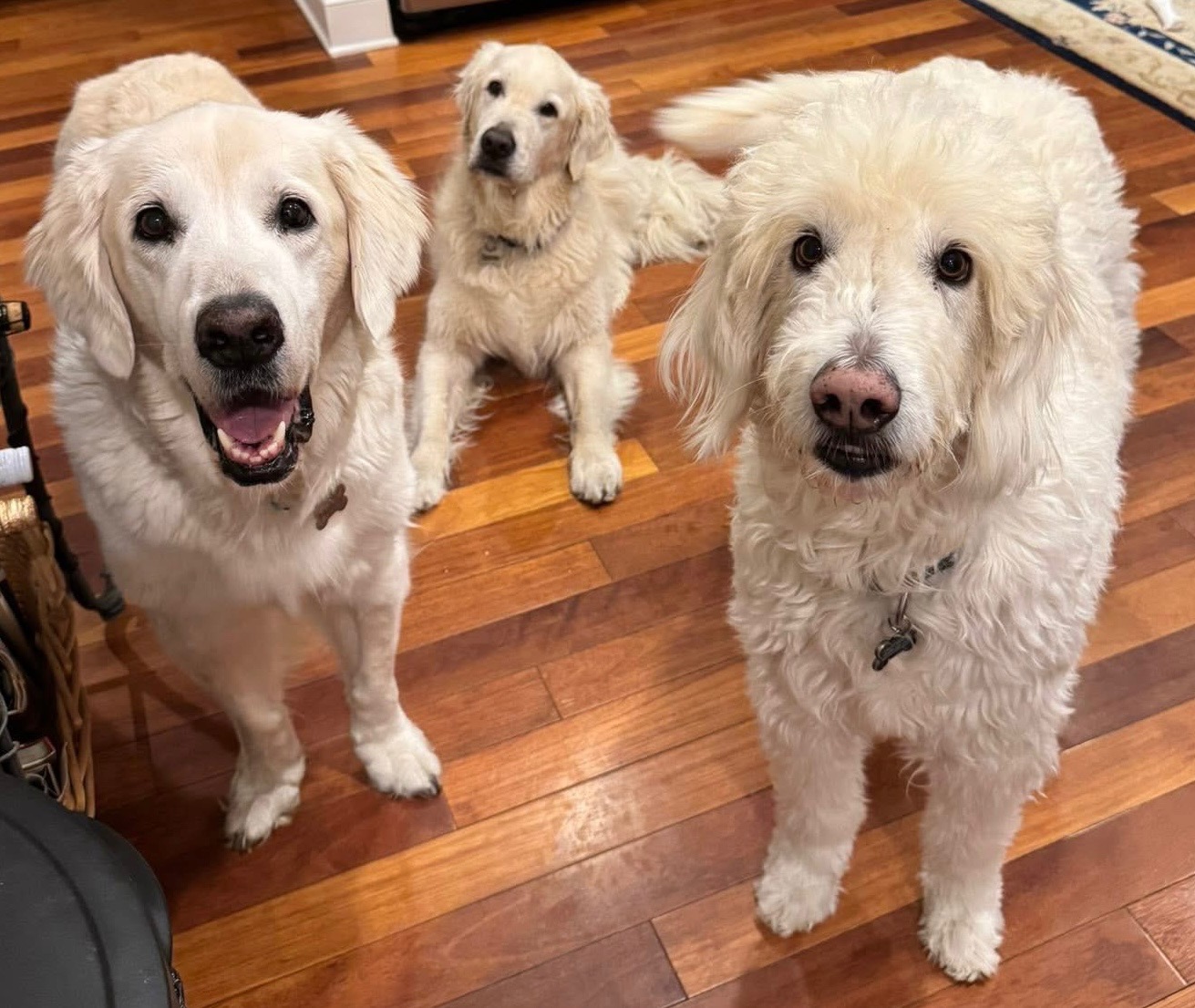 pet care reviews statesville nc